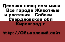 Девочка шпиц пом мини - Все города Животные и растения » Собаки   . Свердловская обл.,Кировград г.